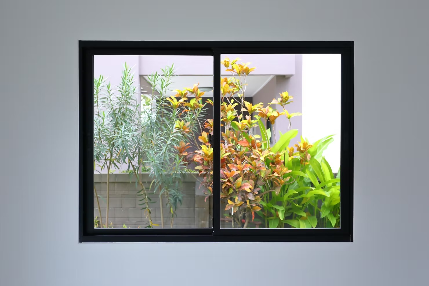 Plants behind a window