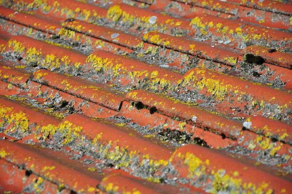 Terracotta clay tile roof with moss - FAS Exteriors