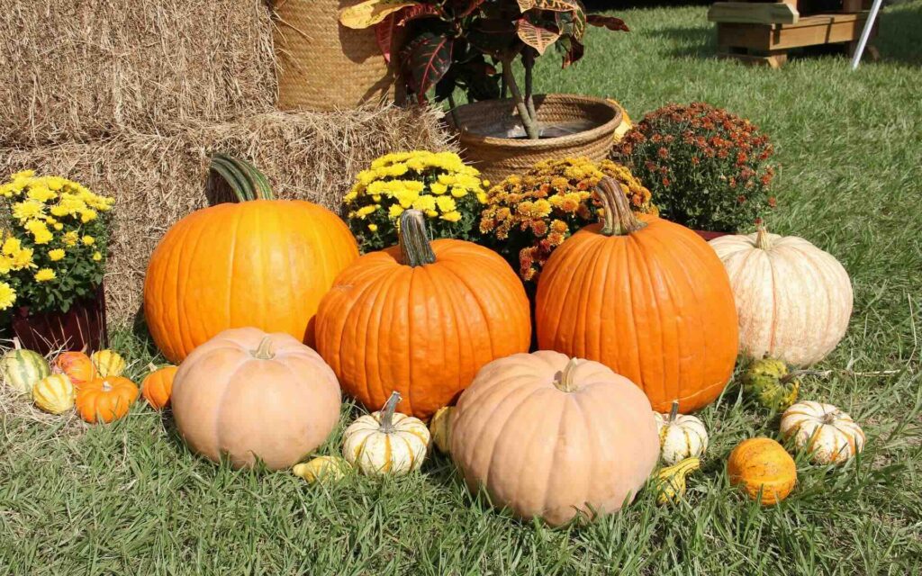 Assorted pumpkins and gourds on grass, surrounded by hay bales and flowers, celebrating Thanksgiving - FAS Exteriors